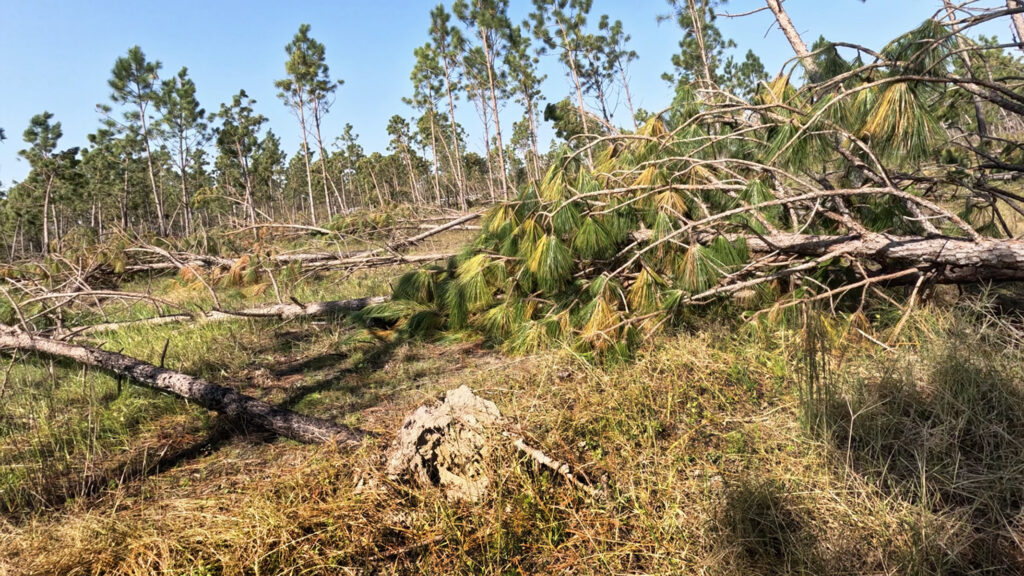 Natural Disturbances
