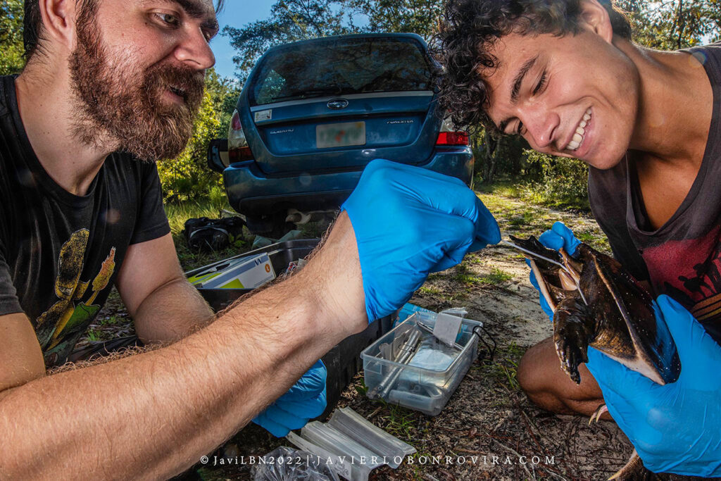 Grant recipient Arik Hartmann, collecting an oral swab from a young Florida softshell turtle held by UF undergraduate Cory McKinstry. Photo by Javier Lobon-Rovira