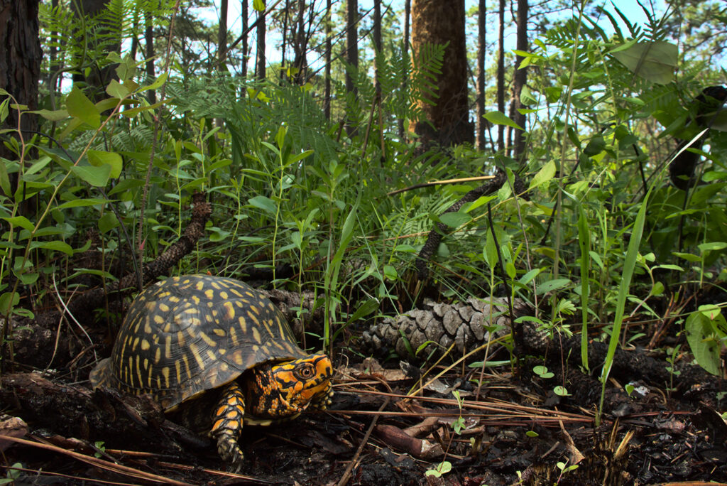 An adult box turtle found in a longleaf pine forest in southern Georgia. – Ben Stegenga