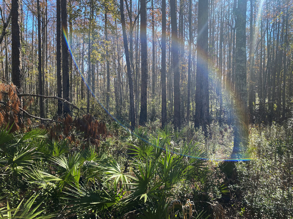 Just outside a small isolated wetland. The stand of trees marks the edge of the wetland.
