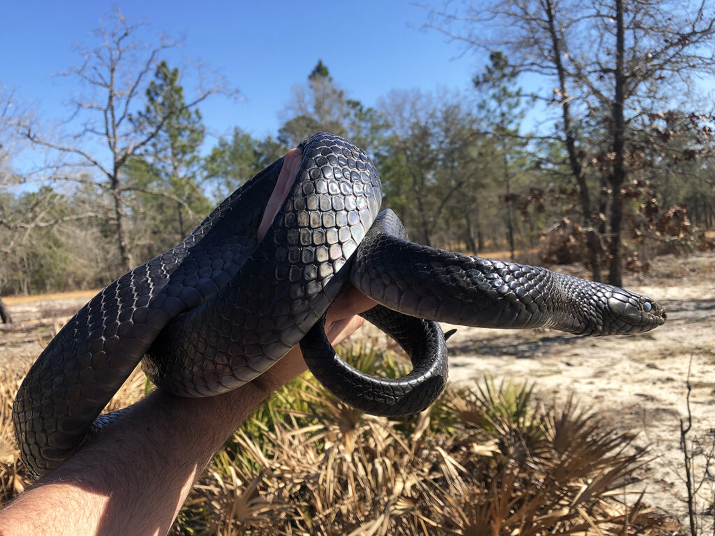 Pictured, a large indigo snake in hand - captured on a survey in southern Georgia. Photo by Houston Chandler