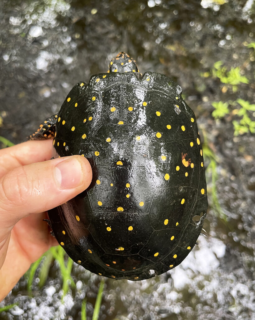 A Spotted Turtle originally marked over two decades ago by Dr. Jackie Litzgus. The holes in the marginal scutes where a radio transmitter was originally attached are still visible all these years later. – Alex Greenwood