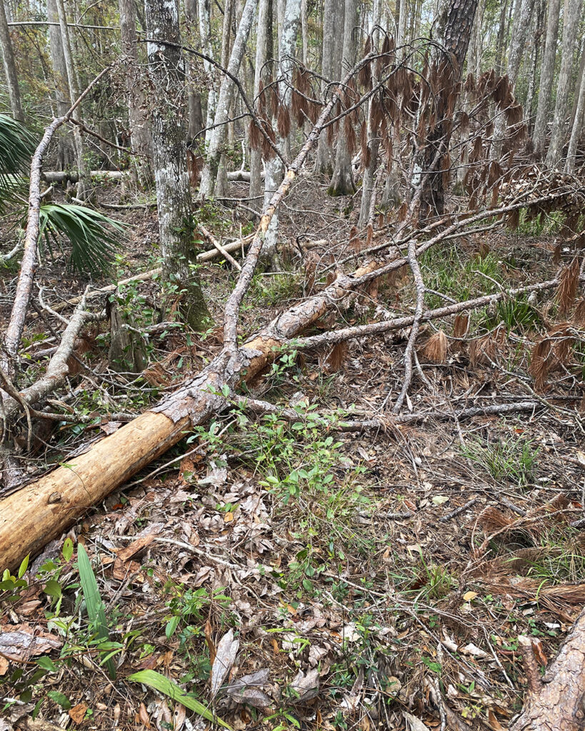 Downed trees from hurricanes can be found across all sites and make access to wetlands tricky.