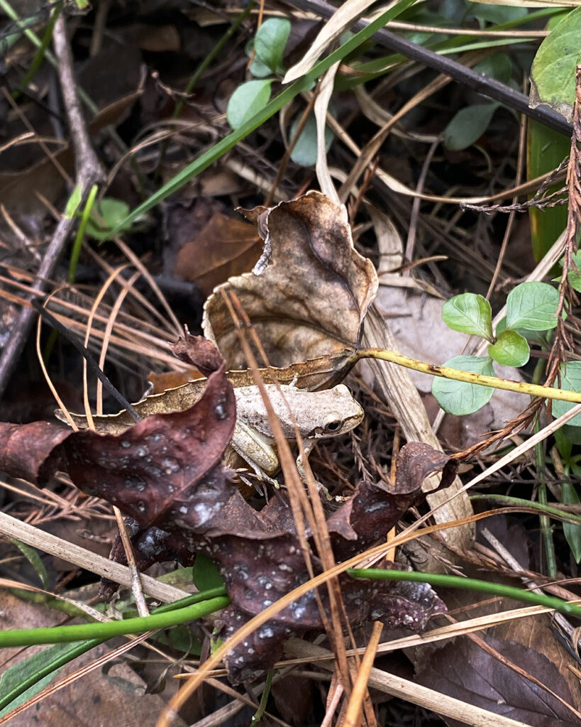 Pine Woods Treefrog on edge of wetland.