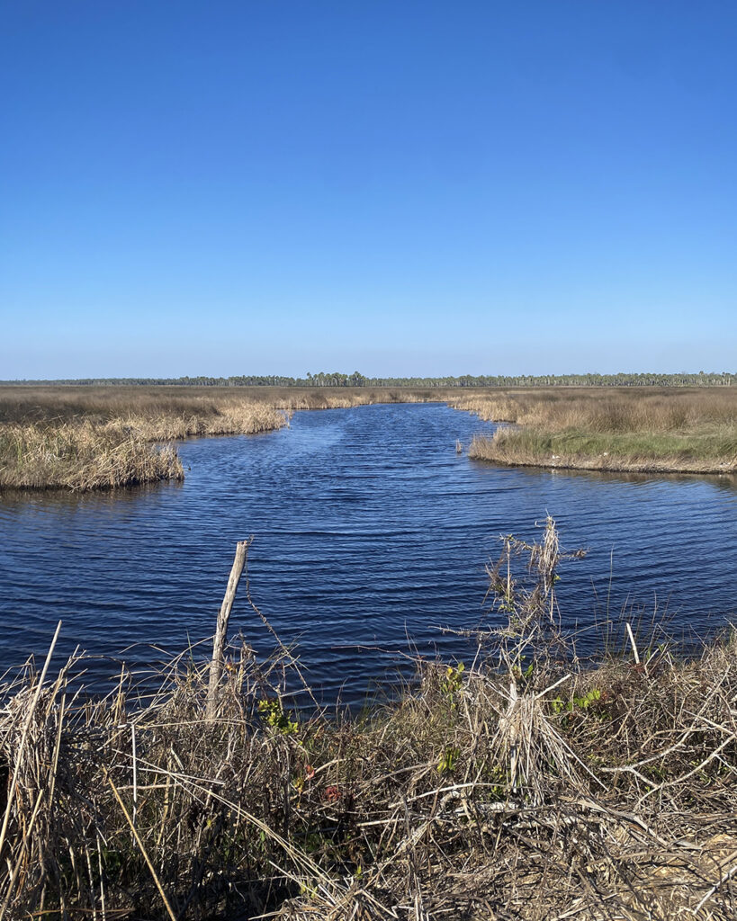 Coastal marsh just outside the tree line containing wetlands more appropriate for Spotted Turtle trapping.