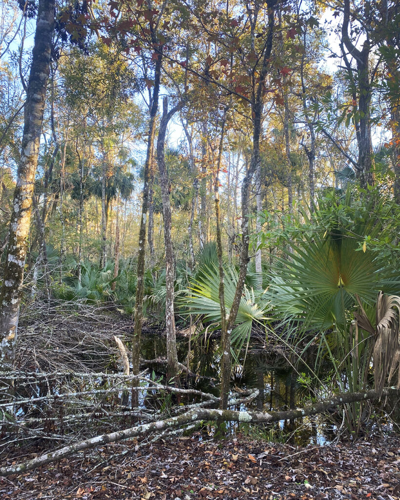 A wooded area covered with cypress, deciduous trees, and lots of palmettos.