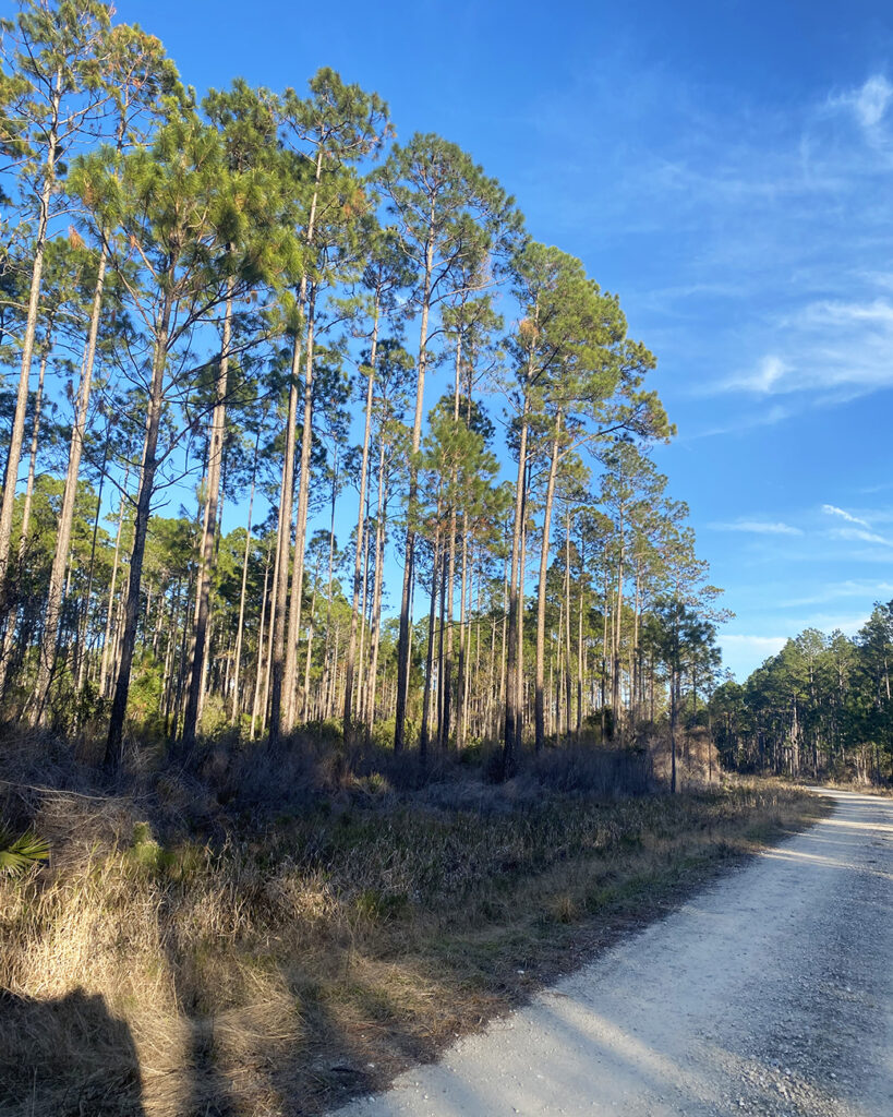The Northern portion of Tuesday’s site is predominantly covered with pines and deciduous trees.