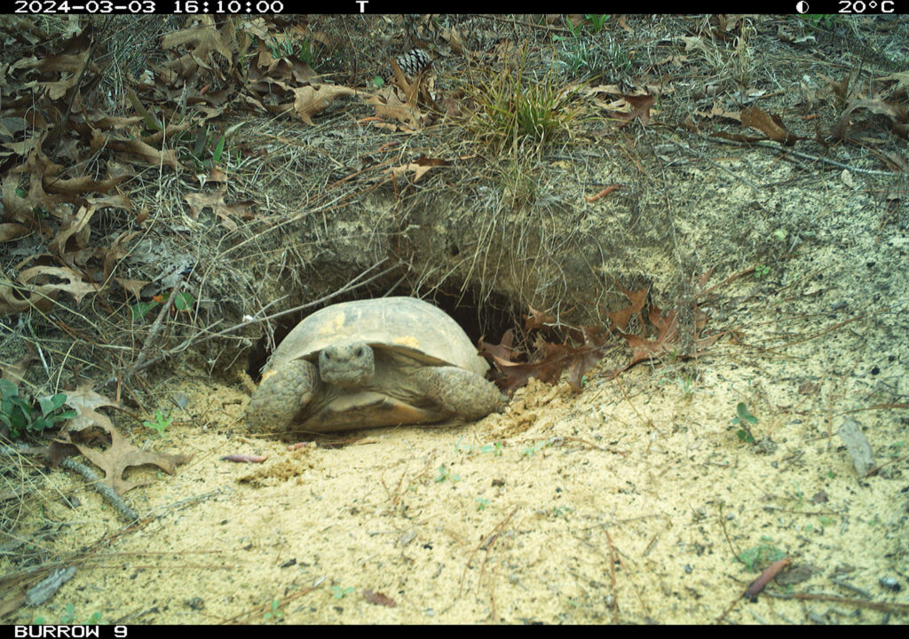 Gopher Tortoises are a keystone species. Pictured here is a Gopher Tortoise coming out of its burrow.