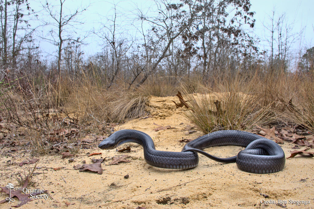 Thumbnail for Detecting Rare Snakes With Environmental DNA. Pictured, Eastern Indigo Snake on longleaf pine sandhill.