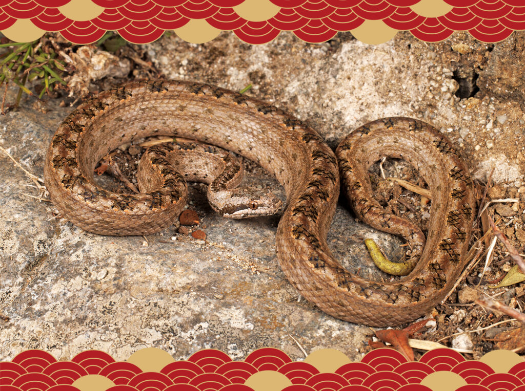 2025 Year of the Wood Snake, featuring Tropidophis melanurus