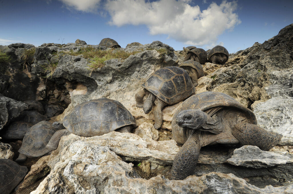 Aldabra Giant Tortoises on a rocky slope.