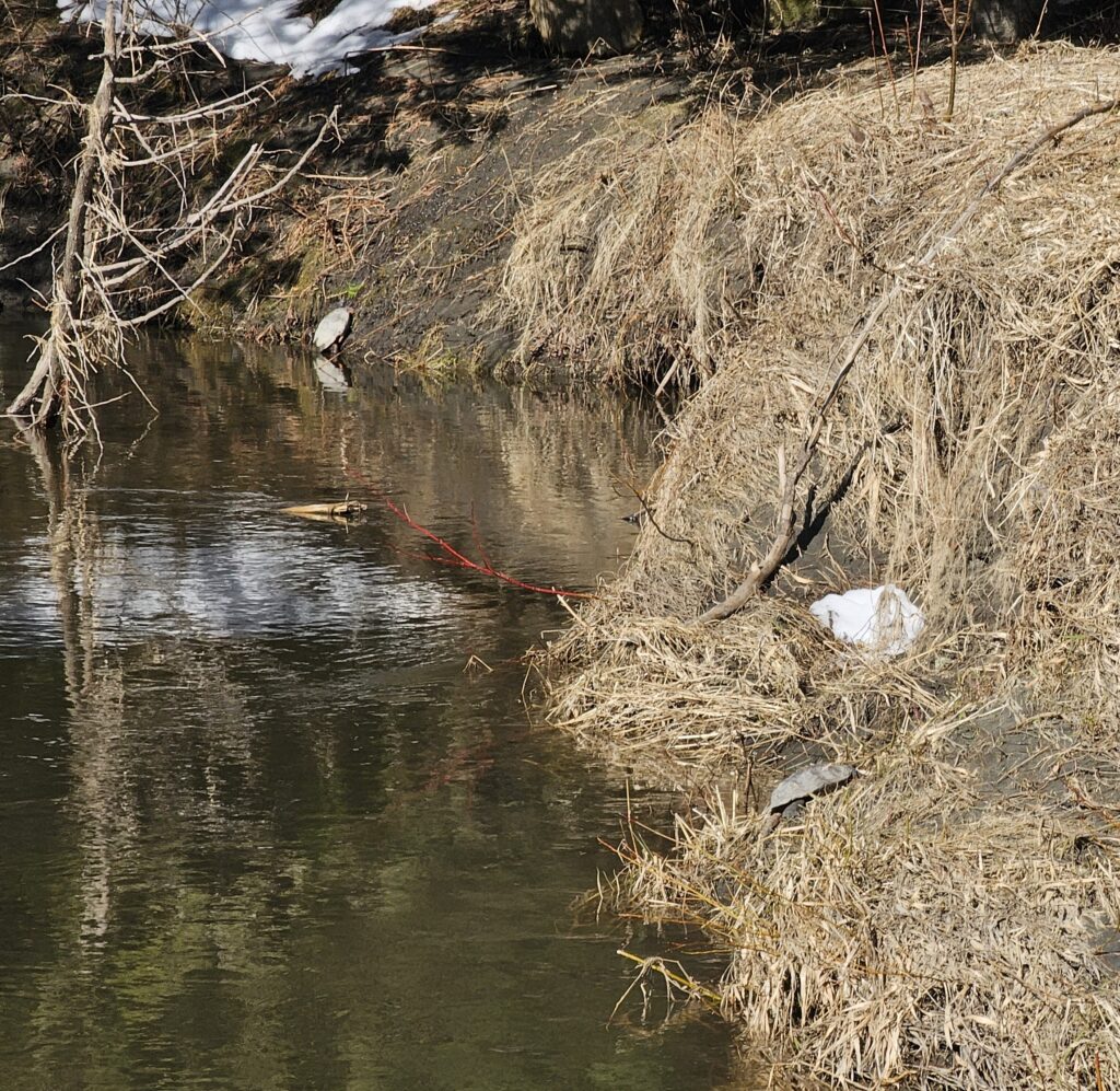 Two Wood Turtles on a streambank.
