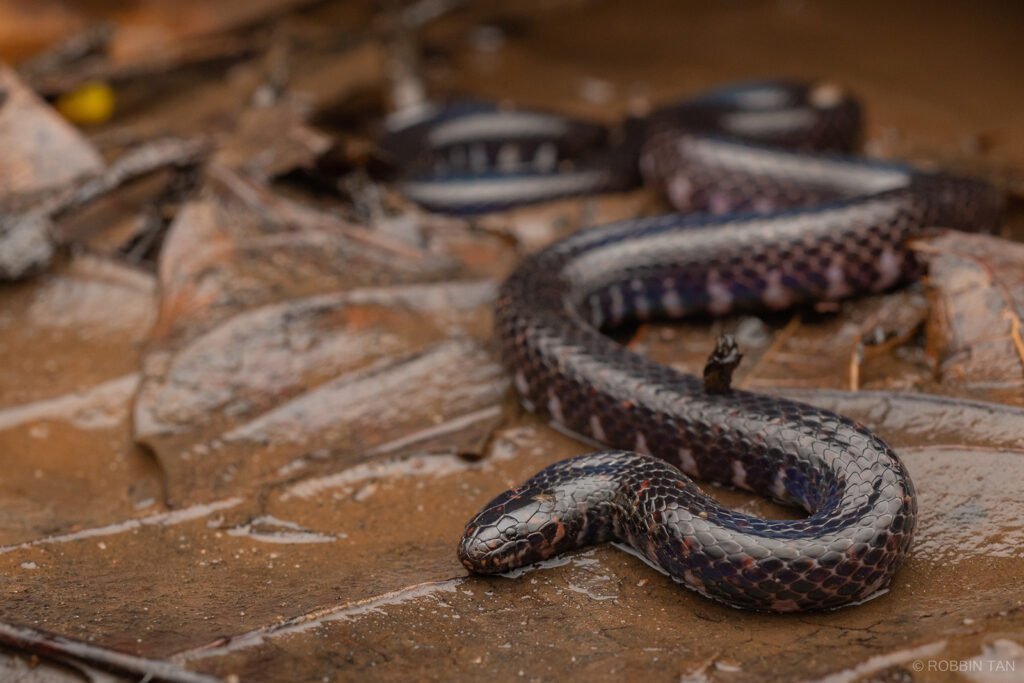 Selangor Mud Snake