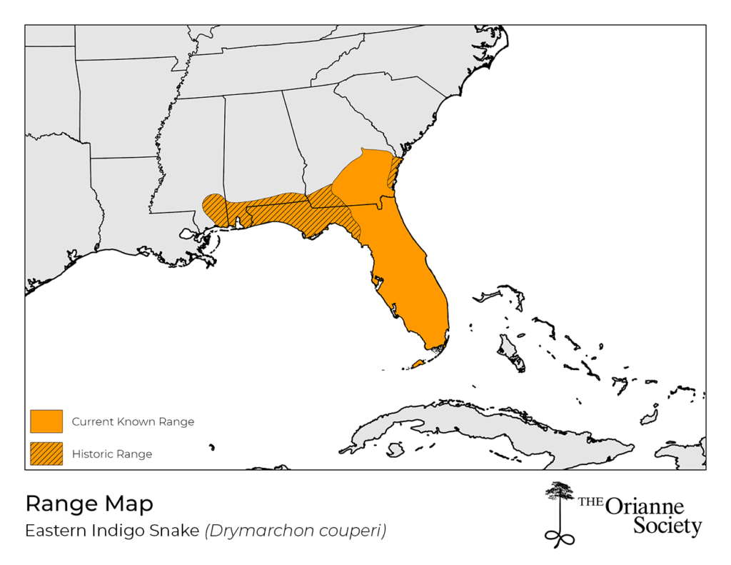 Eastern Indigo Snake Range Map