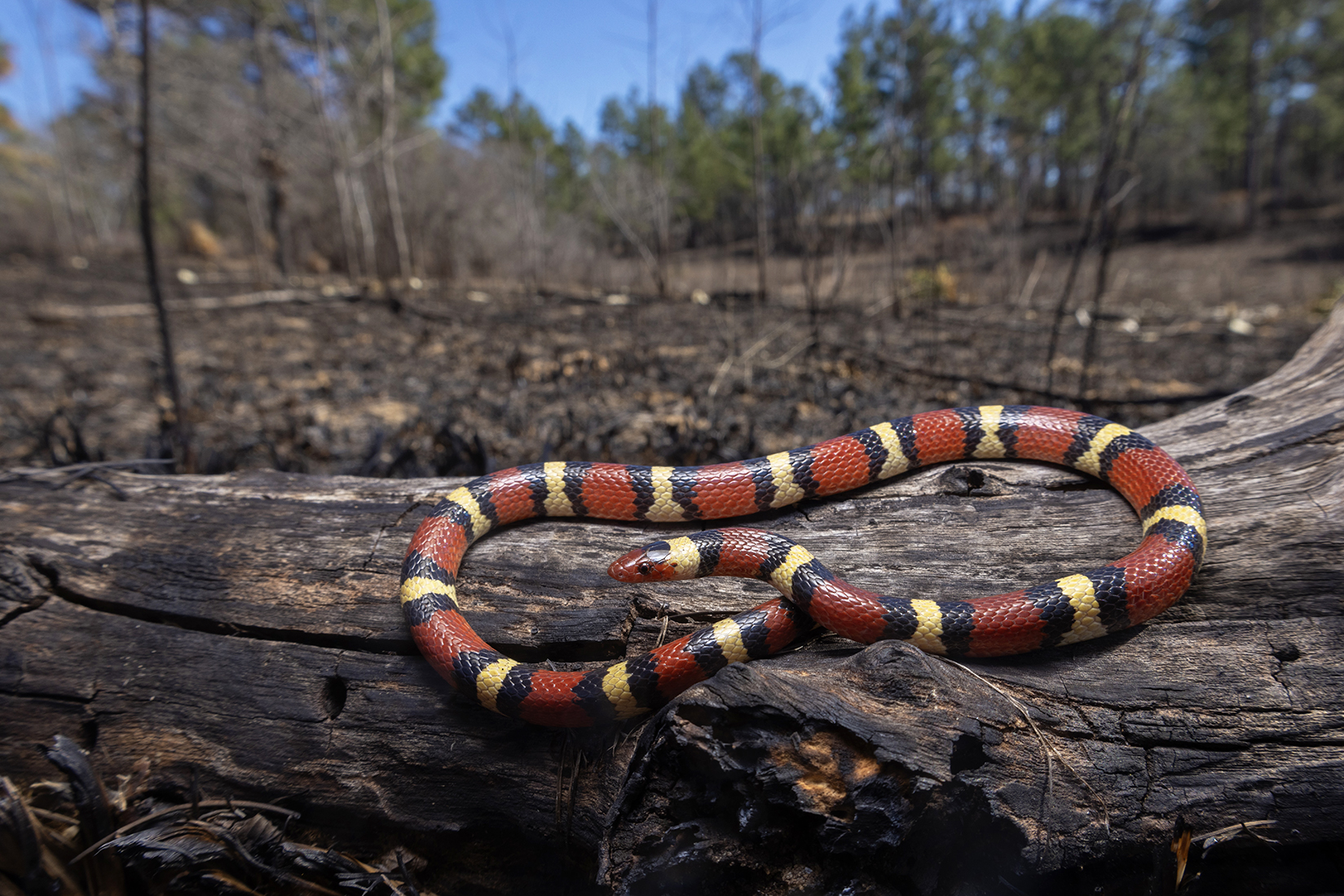 Scarlet Kingsnake basking on a charred log, recently burned longleaf pine landscape in the background.