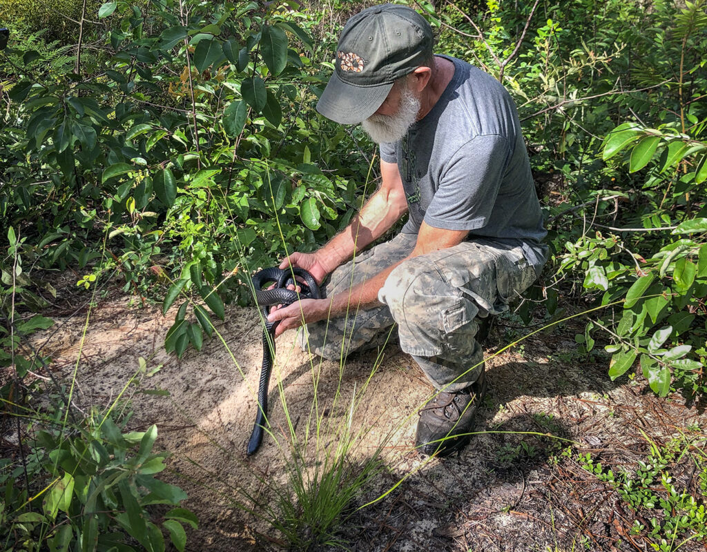 Releasing a captive-bred indigo snake into a gopher tortoise burrow.