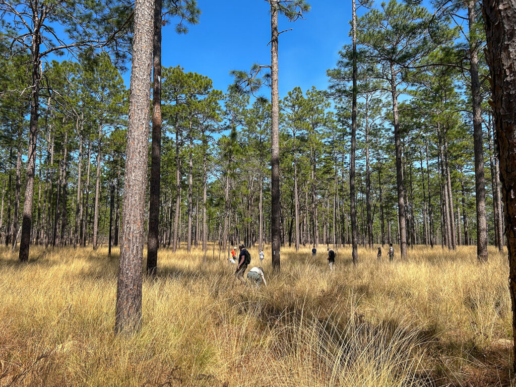 Participants spent an afternoon in the field at the Jones Center, which offers one of the best remaining examples of the longleaf pine ecosystem.