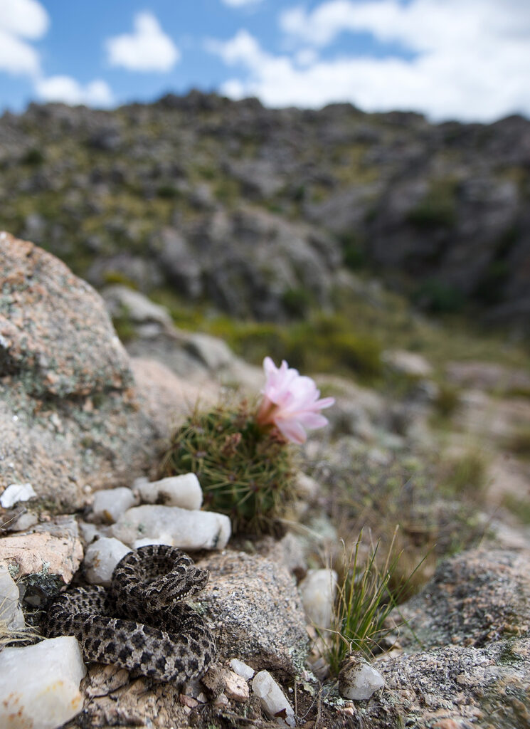 Patagonian Lancehead basking on a rocky hillside.