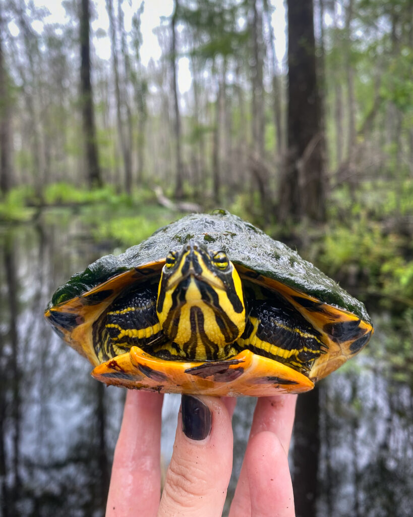 A vibrantly colored Yellow-bellied Slider on fingertips, wetland in the background.