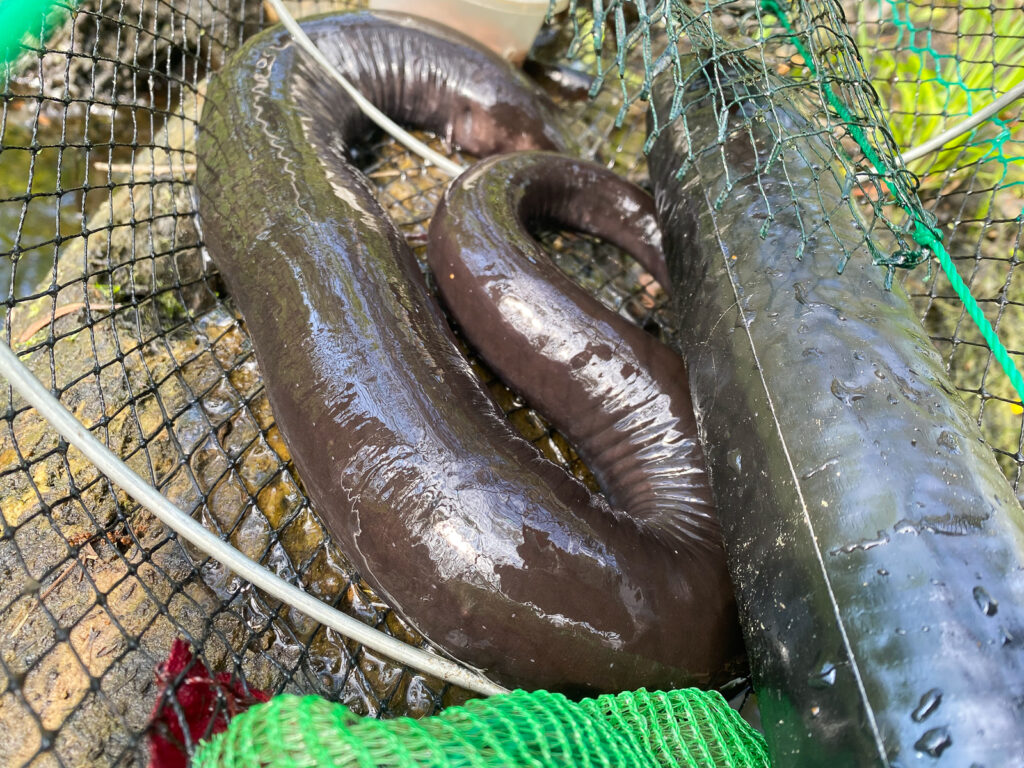 A Two-Toed Amphiuma caught in a trap, its wet, gray body against the netting.