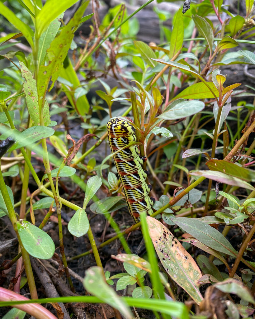 A Banded Sphinx caterpillar, camouflaged among the green leaves.