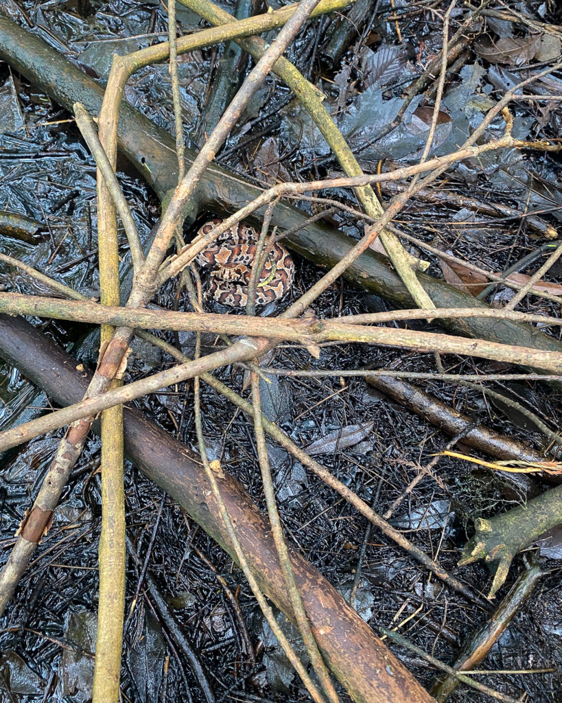 Juvenile Cottonmouth coiled and hiding among branches in a wetland.
