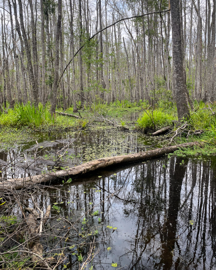 A small wetland with a log in the water, trees and green spring leaves in the background.
