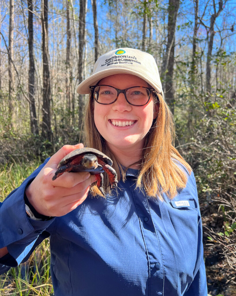 Technician spotlight, Emma Kendrick. Emma pictured here holding Spotted Turtle.