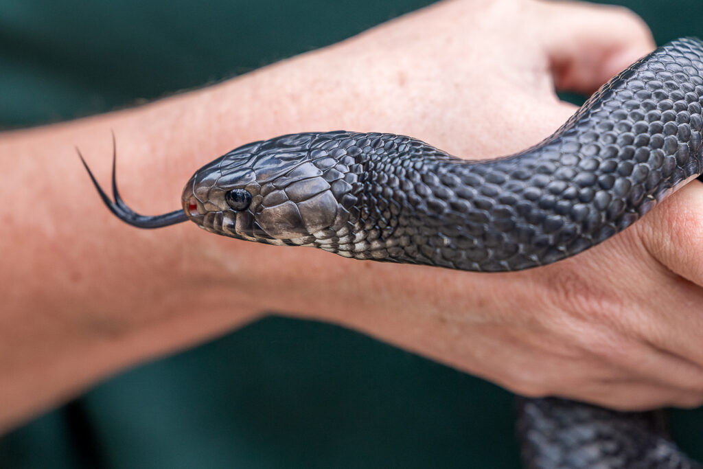 From the 2025 Eastern Indigo Snake release, an indigo snake in hand.