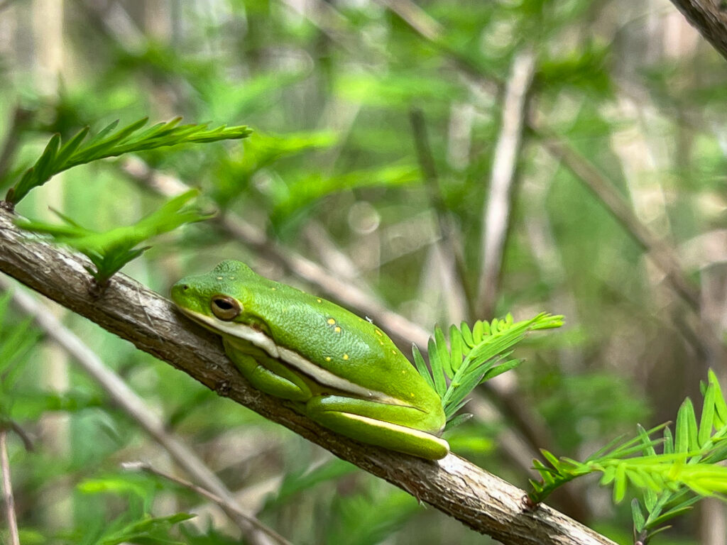 Green Treefrog perched on a branch, camouflaged among green leaves.