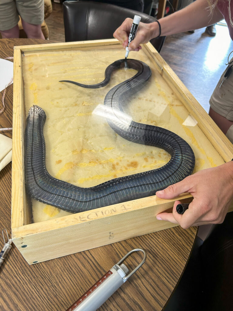 Eastern Indigo Snake being measured inside a clear-topped box before it is to be released into the wild. 