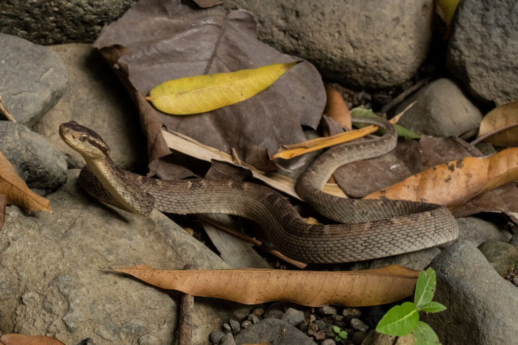 St. Lucian Lancehead