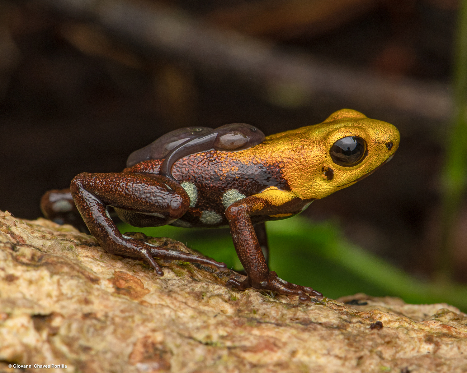 Male Supatá Golden Poison Frog, with tadpoles on his back.