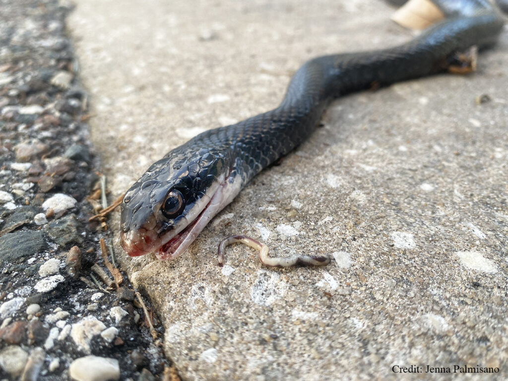 A Black Racer (snake) found dead on the road with an invasive pentastome crawling out of its mouth.