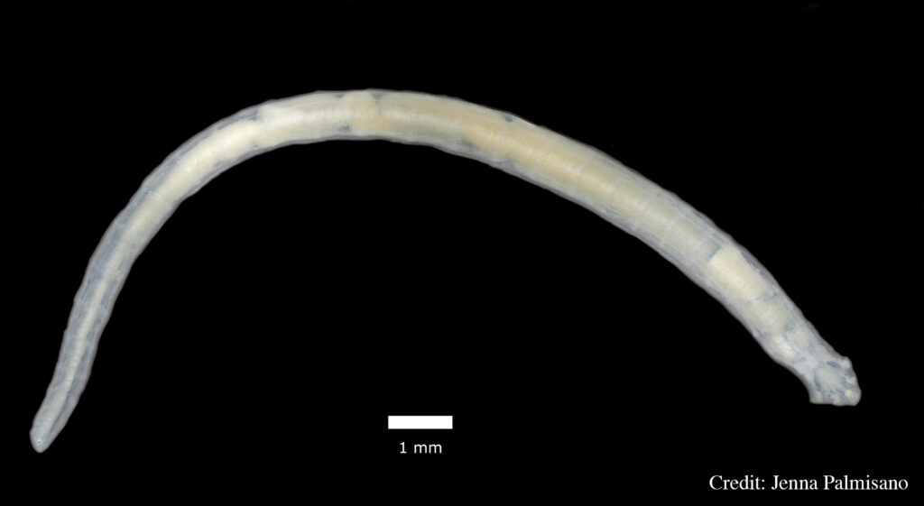 Close up of a pentastome on black background.