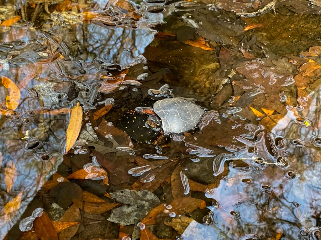 A mating pair of Spotted Turtles in South Carolina.
