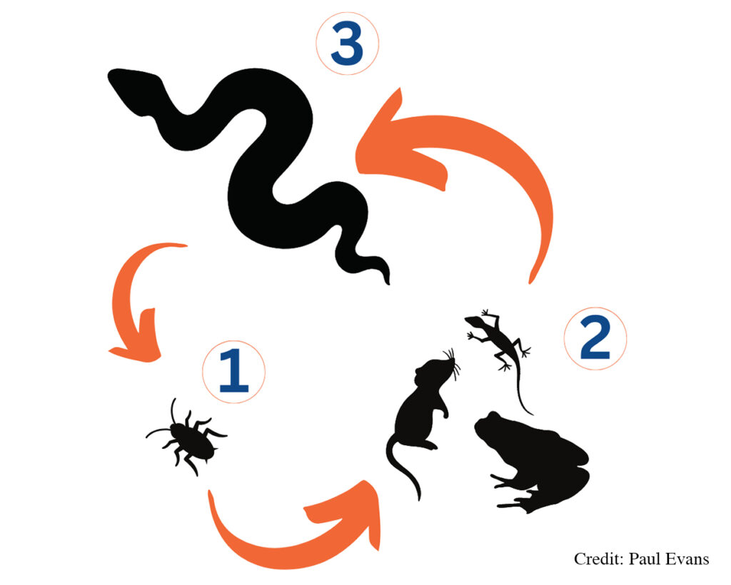Graphic showing the life cycle of the Pentastome with arrows indicating the transfer from one host to another.