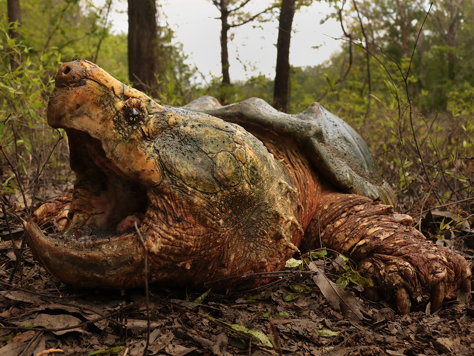 Alligator Snapping Turtle, view from the front with its mouth wide open. Photo by McAulay Jaunsen.