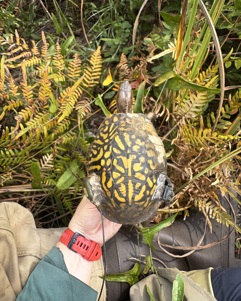 Eastern Box Turtle in Andrea's left hand, a small transmitter and GPS tag attached to the rear of her shell.