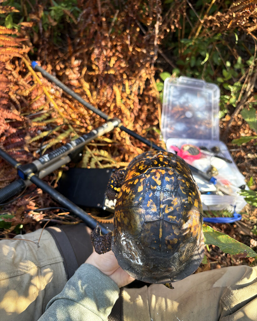 Box Turtle 1 in Andrea's left hand, the radio receiver and antenna in the background.
