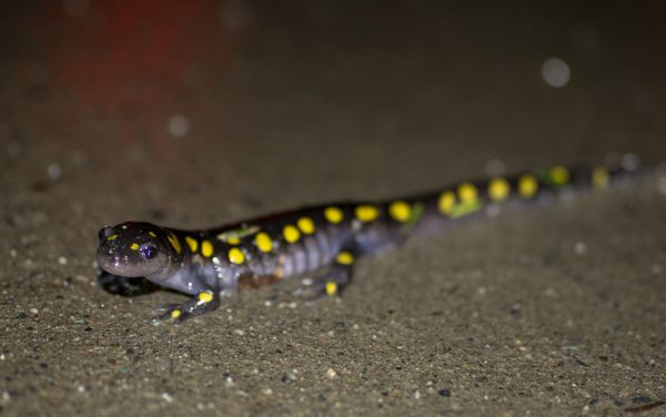 DSC_0034_05