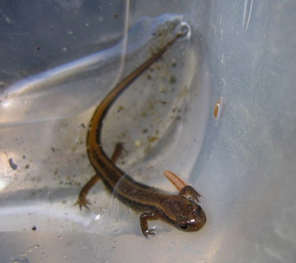 E. bislin adult in plastic tub J. Andrews