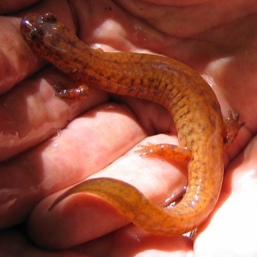 G. porphyriticus adult dorsal in hand close G. porphyriticus adult dorsal in hand close