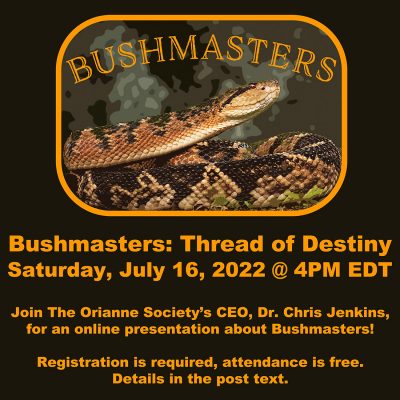 SnakesoftheWorld BUSHMASTER Presentation copy2