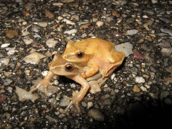 Spring Peepers