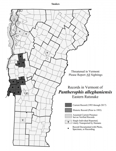 pantherophis_alleghaniensis pantherophis_alleghaniensis