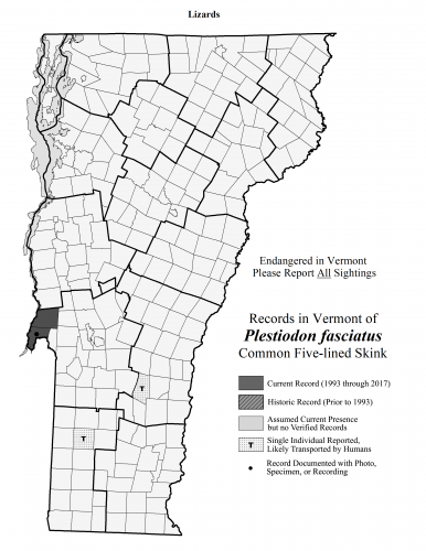 plestiodon_fasciatus plestiodon_fasciatus